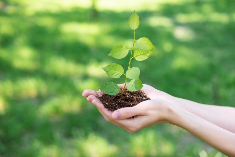 cropped view of woman holding soil with sprout in hands